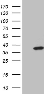 SAMSN1 Antibody