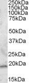 SAR1 Antibody