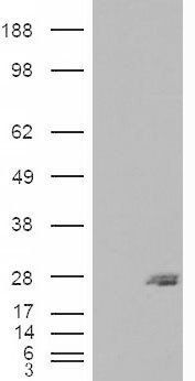 SAR1B/SARA2 Antibody