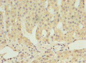 SCARB1 Antibody