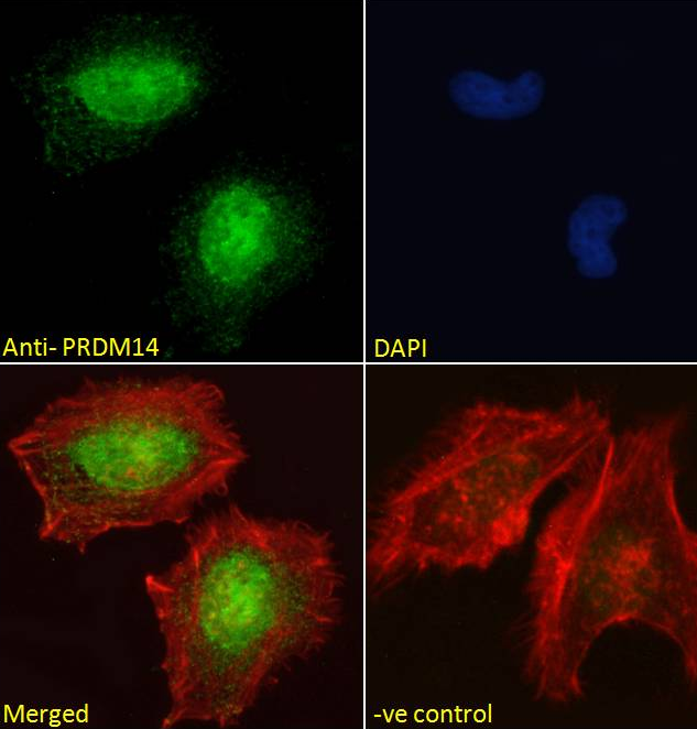 PRDM14 (aa414-427) Antibody