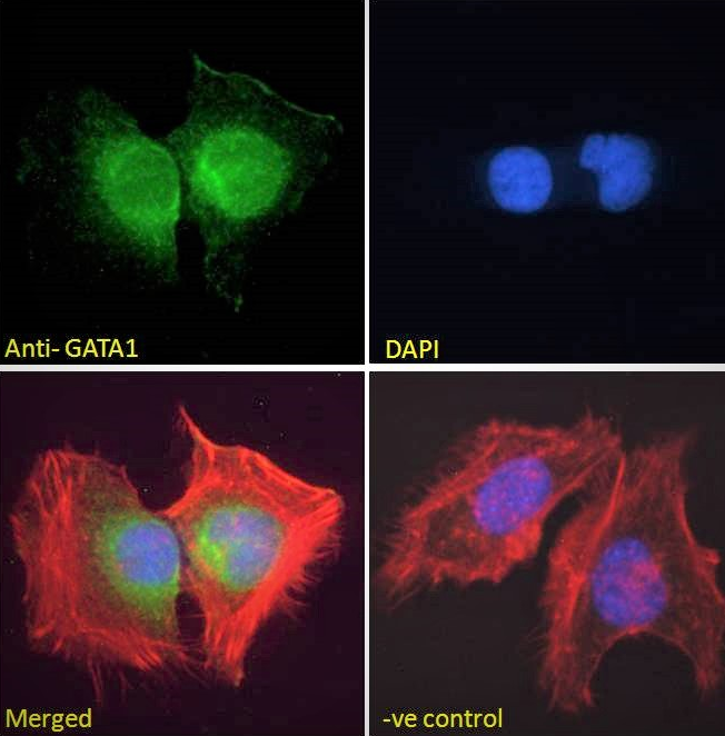 Goat anti-GATA1 Antibody