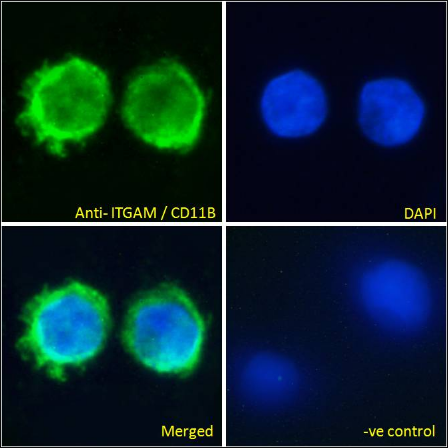 Goat anti-ITGAM / CD11B Antibody
