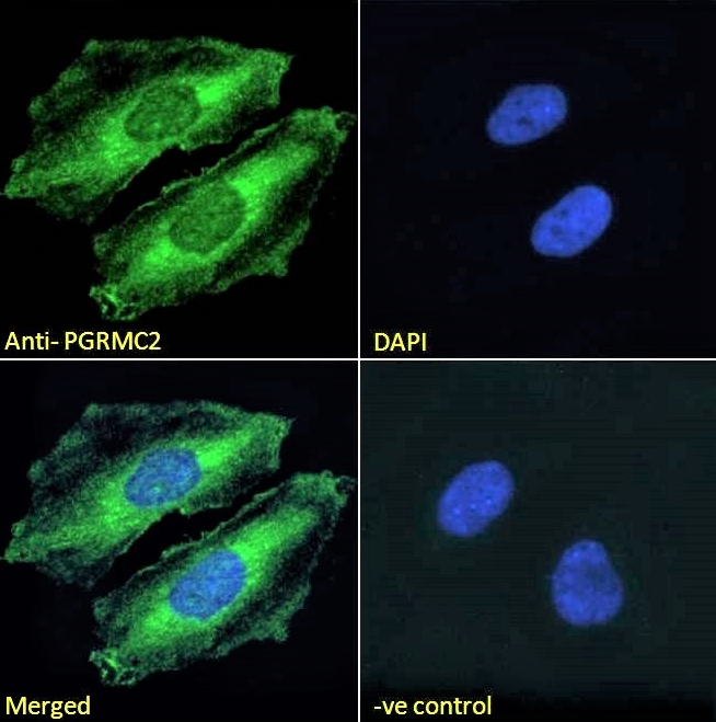 PGRMC2 Antibody