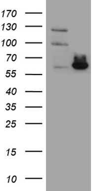 SCRN1 Antibody