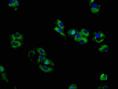 SDC1 Antibody