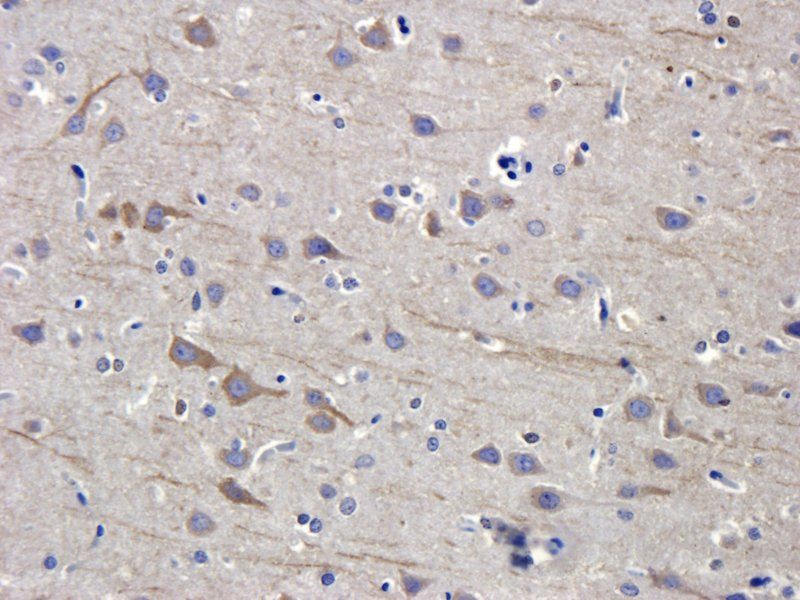 SDF1 Rabbit Polyclonal Antibody