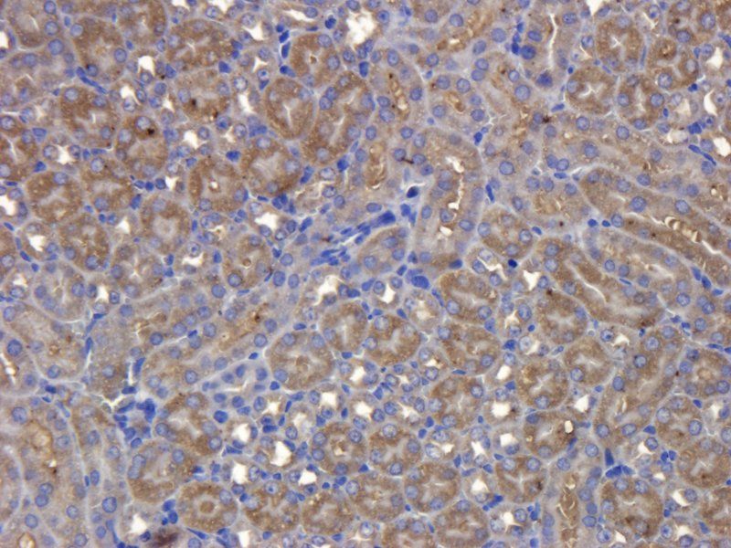 SDF1 Rabbit Polyclonal Antibody