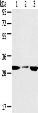 SDHB Antibody