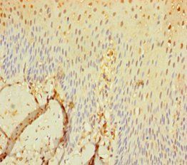 SEC11C Antibody
