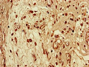 SEC14L3 Antibody