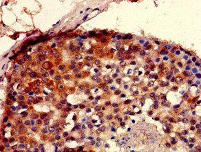 SEC23IP Antibody