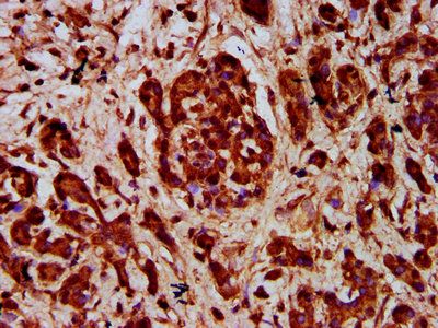 SEMA3F Antibody