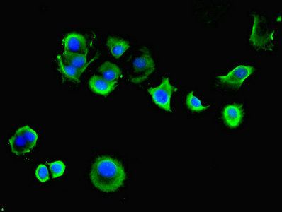 SGCA Antibody
