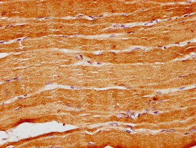 SGCE Antibody