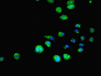SH3GLB1 Antibody