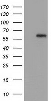SH3PX1 Antibody