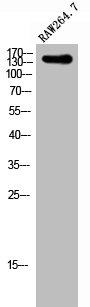 SHANK2 Antibody