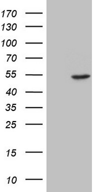 SHARP1 Antibody