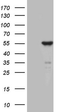 SHARP1 Antibody