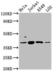 SHARPIN Antibody