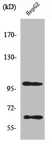 SIRPA Antibody