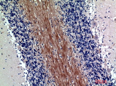 SIRPA/SIRPB1 Antibody