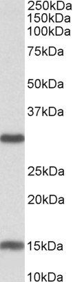 Sirtuin 3 (mouse) Antibody