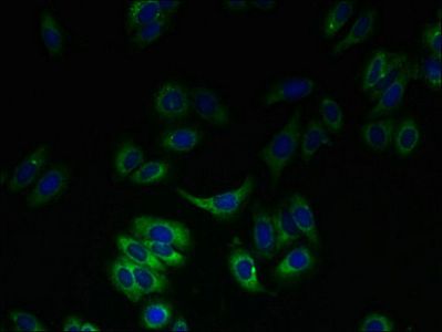 SLC23A3 Antibody
