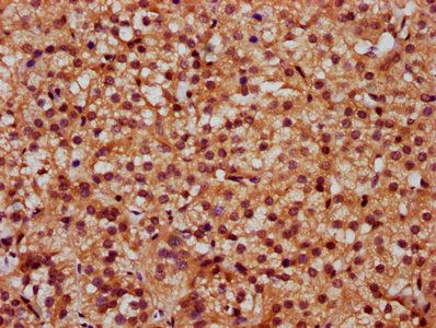 SLC26A2 Antibody