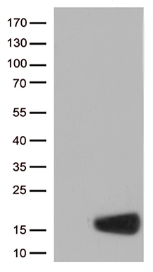 SLC2A4RG Antibody