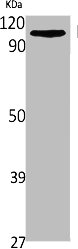 SLC8A1 Antibody