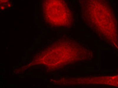 SMAD3 Antibody