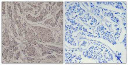 SMAD3 Antibody