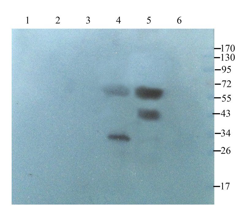 Smad7 Rabbit Polyclonal Antibody