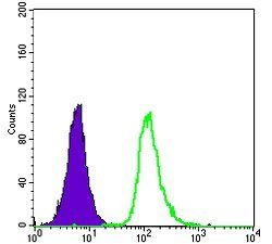 SMN1 Antibody