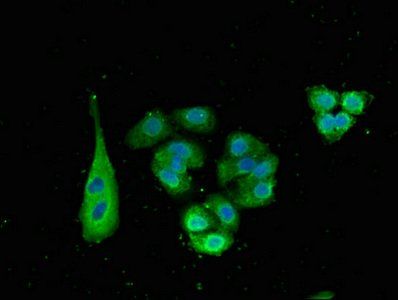 SNX15 Antibody