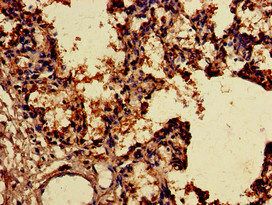 SNX15 Antibody