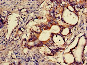 SNX15 Antibody
