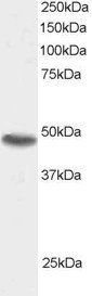 Goat anti-SNX15 Antibody