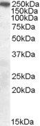 SORL1/LR11 (C Terminus) Antibody