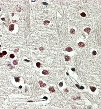 SOX3 Antibody