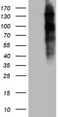 SUPT3H Antibody