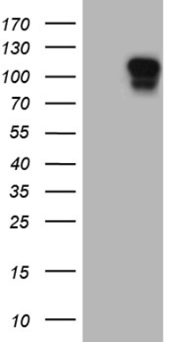 SUPT3H Antibody