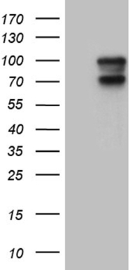 SPT3 Antibody