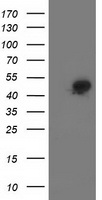 SQSTM1 Antibody