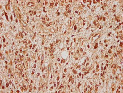SRPK2 Antibody