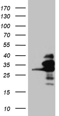 SSU72 Antibody