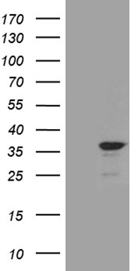 SSU72 Antibody