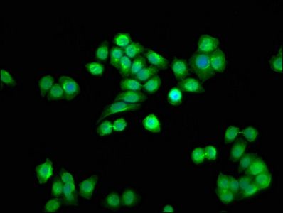 SSU72 Antibody